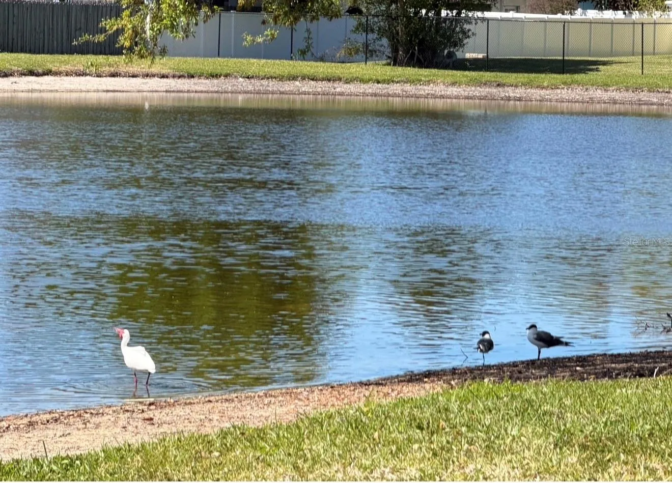A bird watcher's delight! A wide variety of water birds visit all the time.