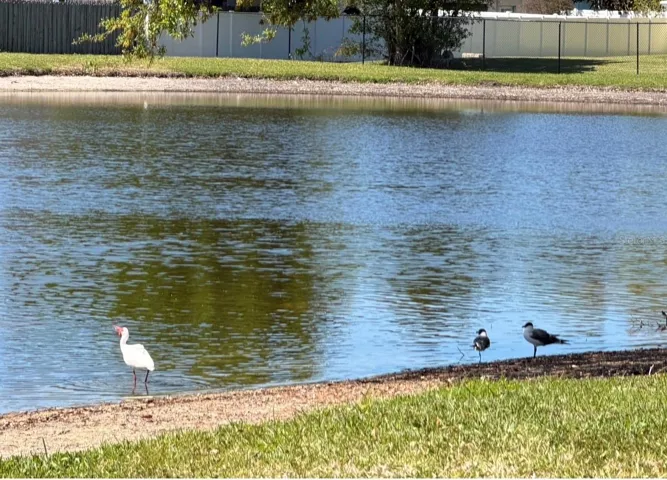 A bird watcher's delight! A wide variety of water birds visit all the time.