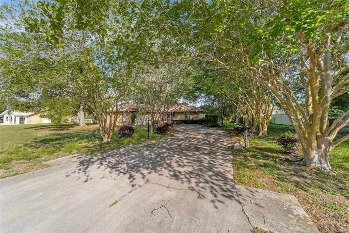 Tree lined driveway