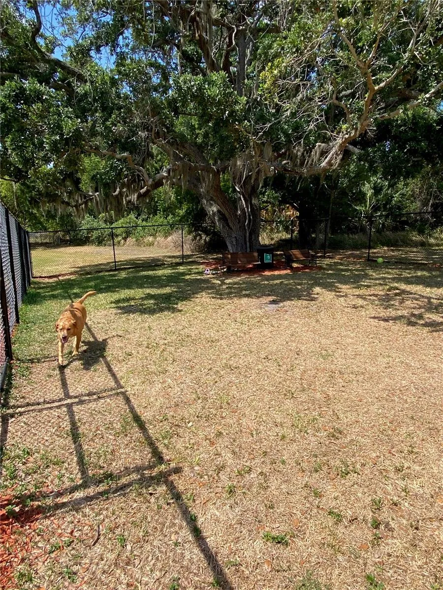 New Dog Park