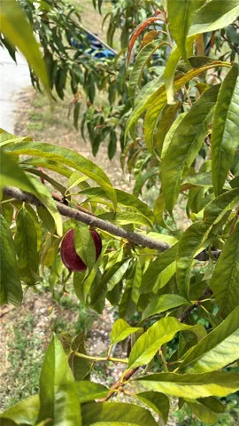 Nectarine Tree