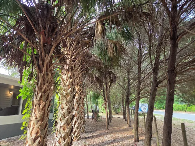 Row of palms in front