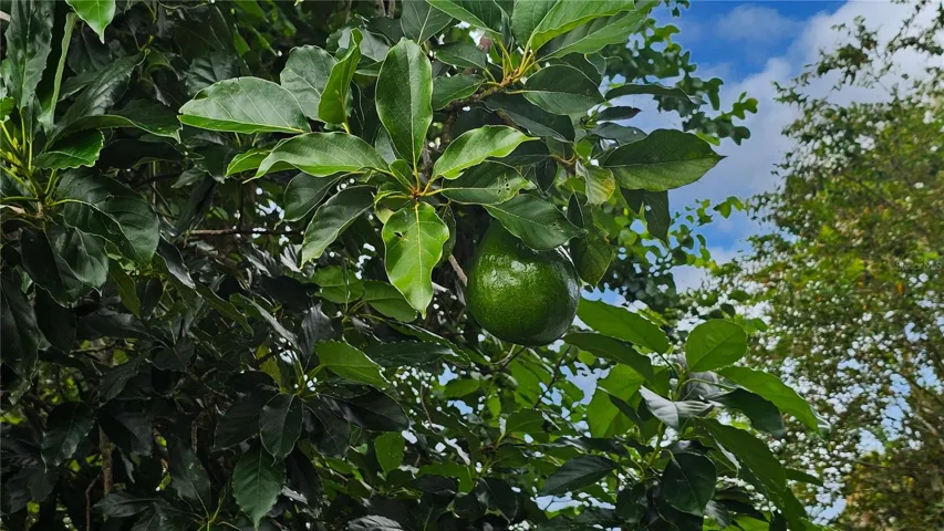 Avocado Tree