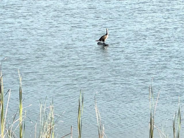 Wildlife at Crystal Lake Park