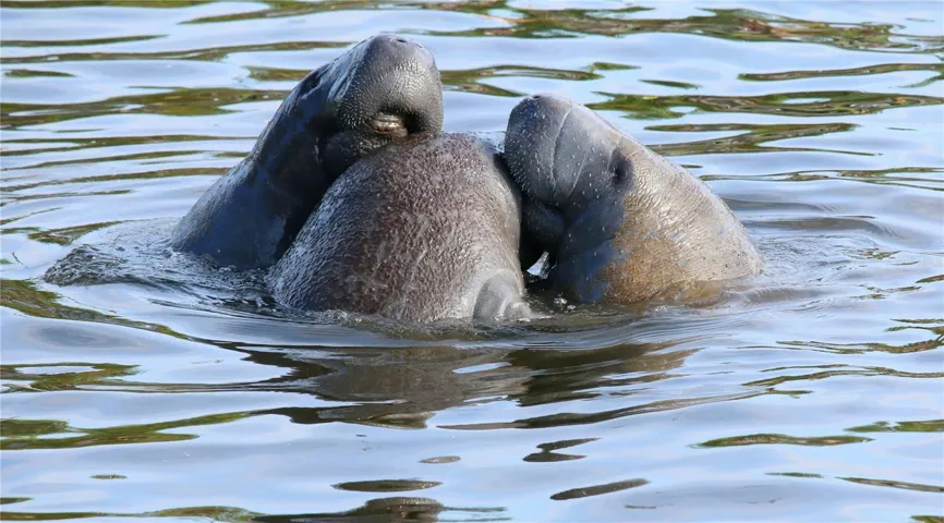 Manatees