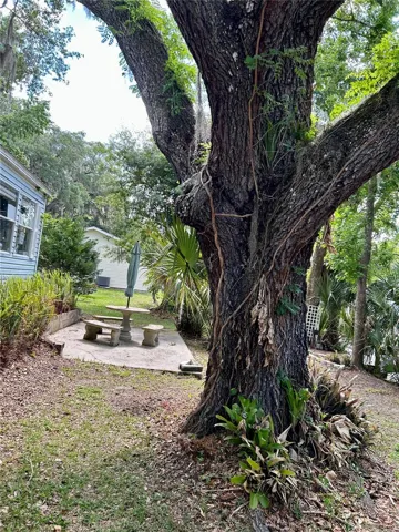 GIANT OAK in BACKYARD