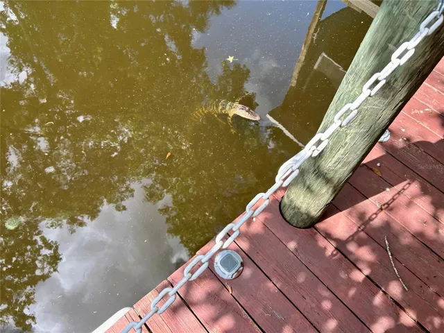 Baby Alligator @ canal