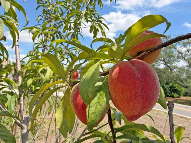 Peach Trees in The Front Yard