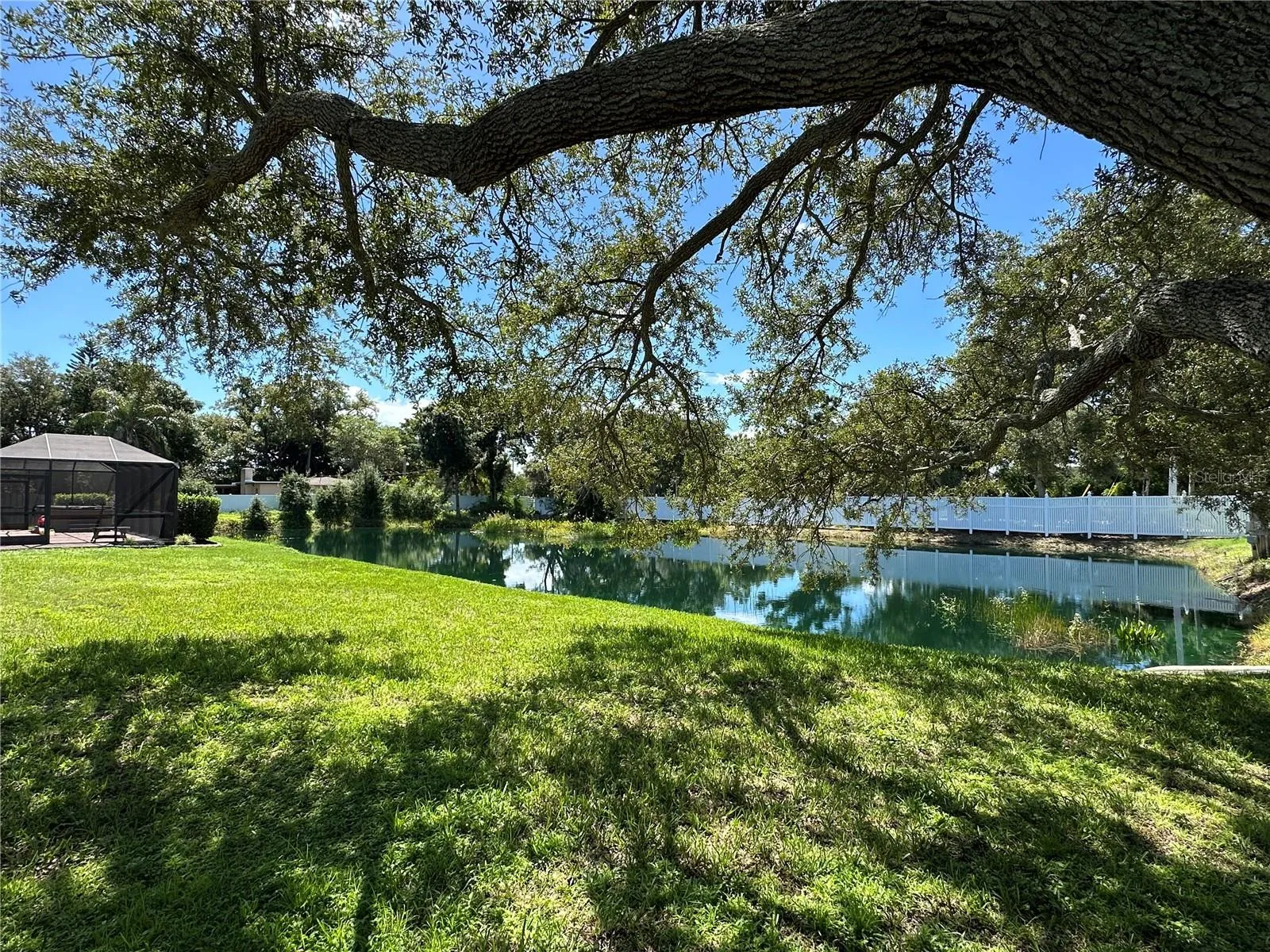 Backyard pond view