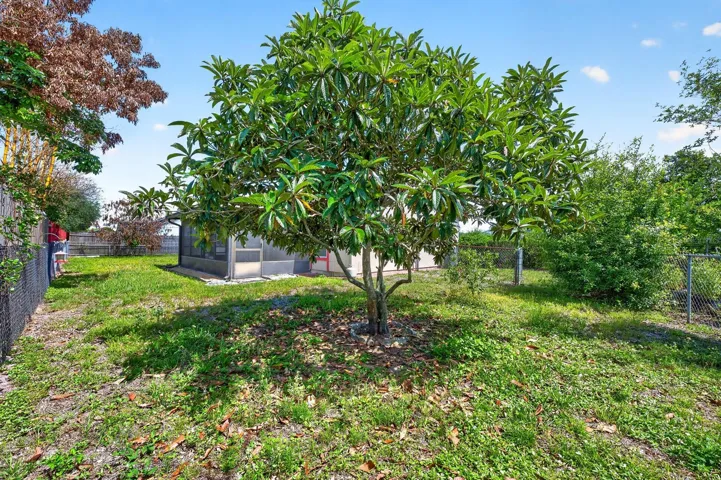 Enjoy having your own mango tree in the backyard.