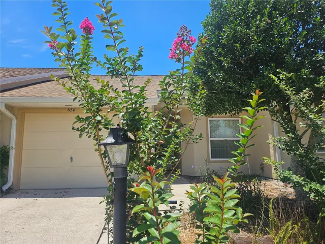 Beautiful Crepe Myrtle in Bloom