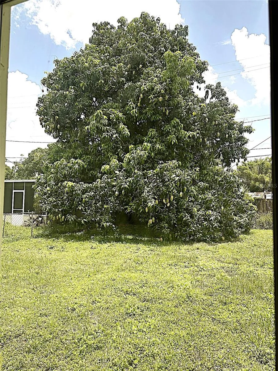 Mango Tree