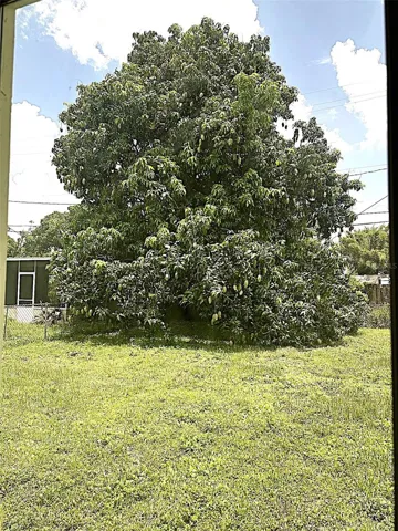 Mango Tree