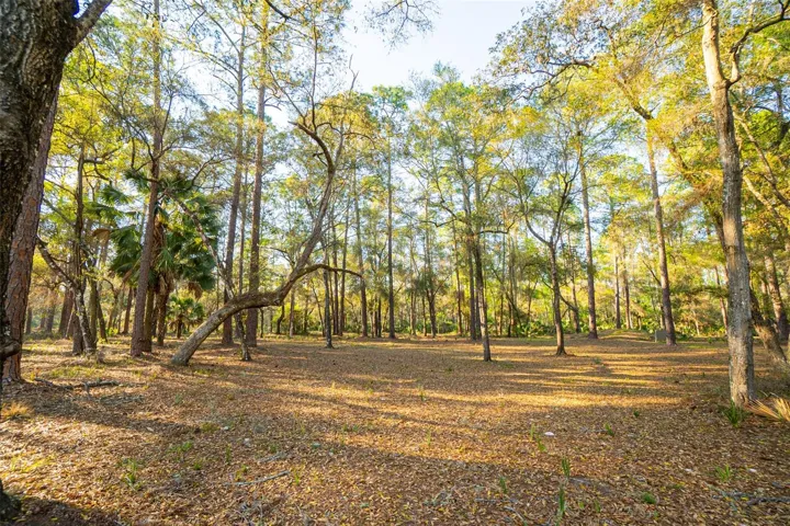 High-and-dry usable acreage with mature native canopy