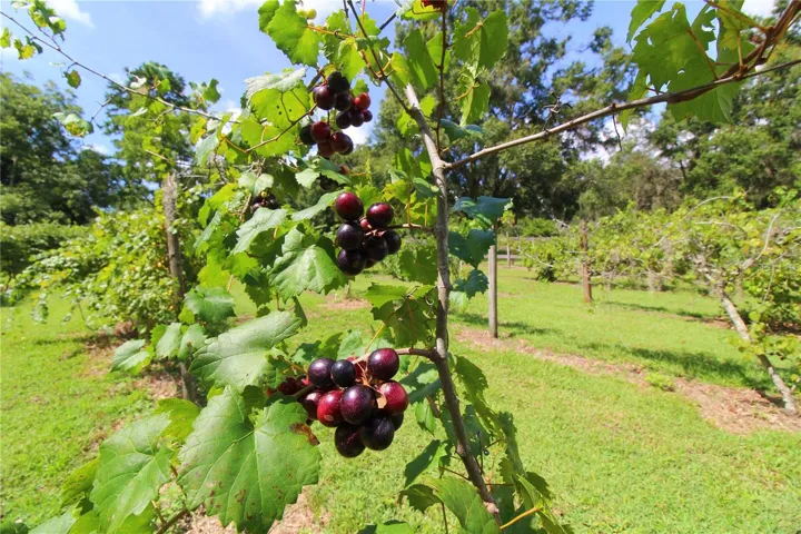Vineyard