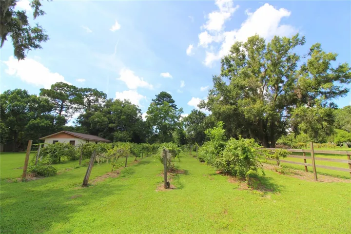 Vineyard