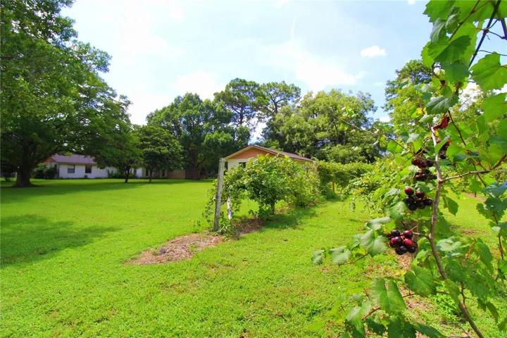 Vineyard