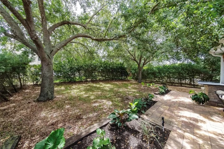 Backyard - matured trees