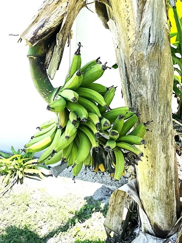 Fresh Bananas in the back yard