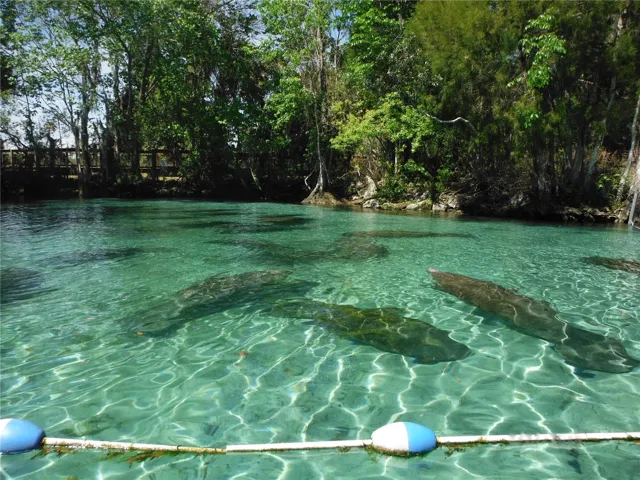Boat Access to Three Sisters Springs, Hunter Springs & ALL of Crystal River's Main Springs!