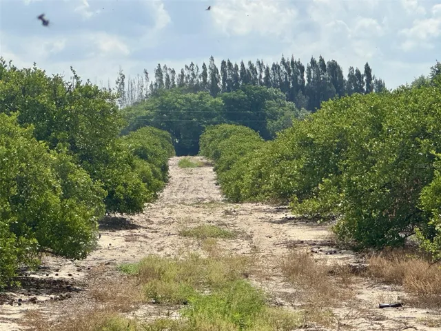 Valencia Oranges
