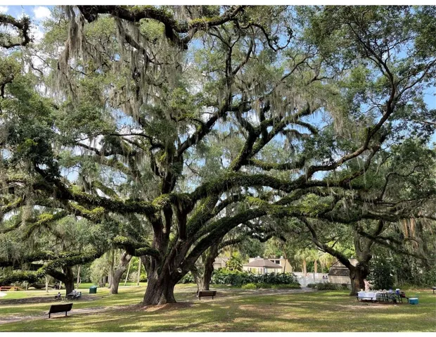 Centry old oak trees