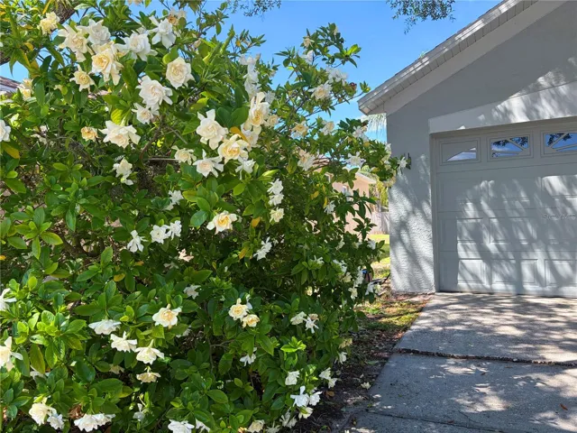 Beautiful Gardenia bush alongside the driveway