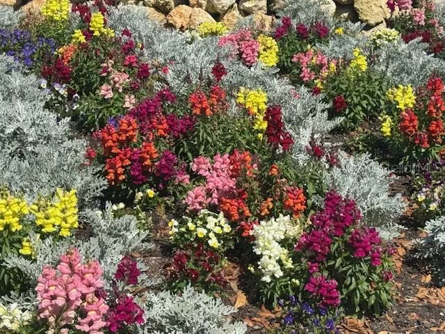 Flowers Everywhere