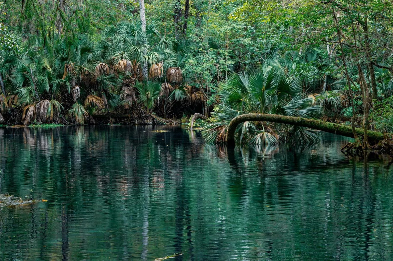 Silver Springs