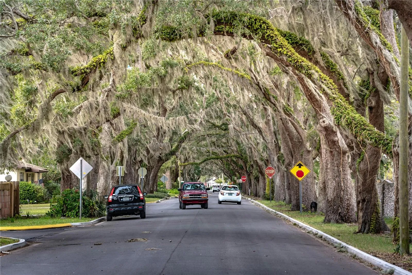 Ocala is known for its canopied roads