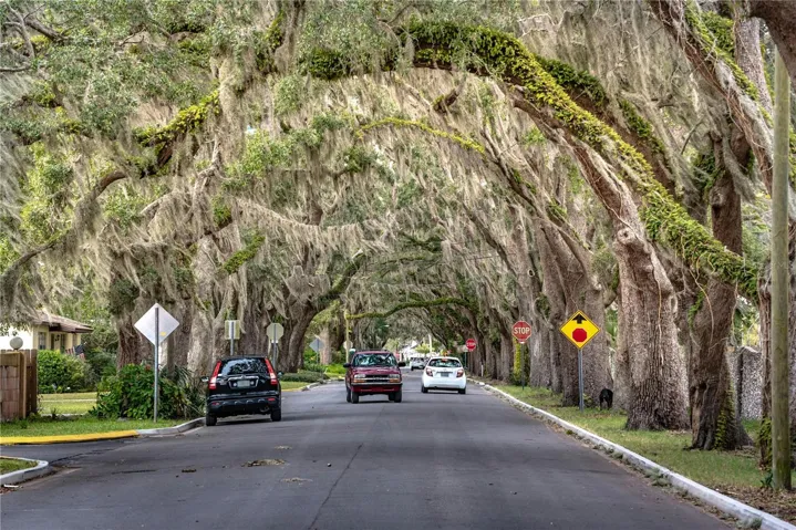 Ocala is known for its canopied roads