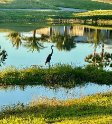 Lots of wildlife
