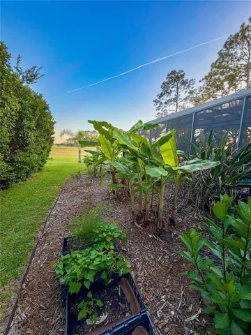 Side yard with fruiting trees and plants