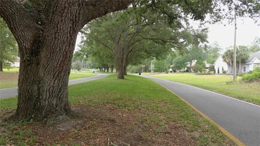 Beautiful Tree-Lined Street