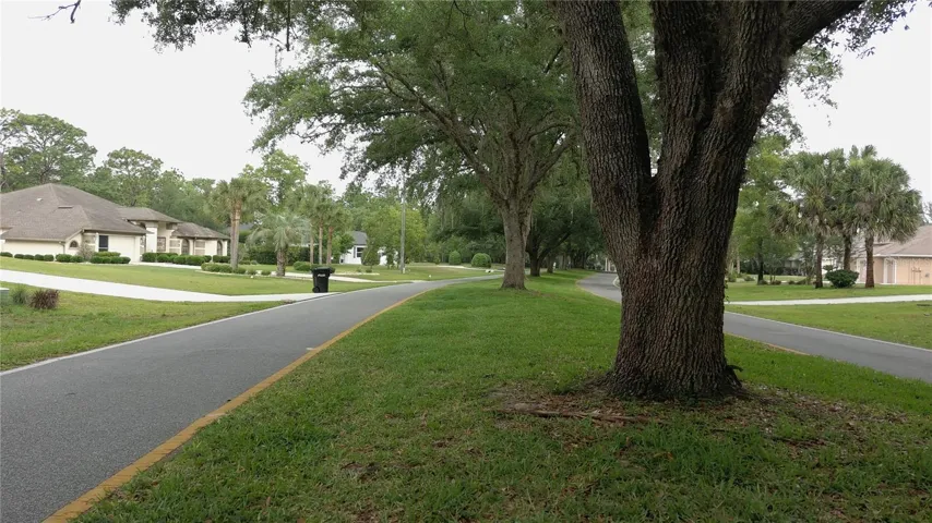 Beautiful Tree-Lined Street