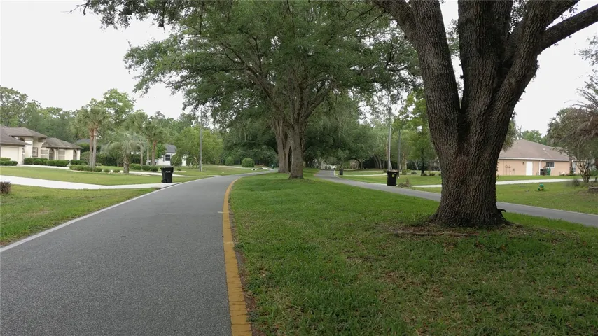Beautiful Tree-Lined Street