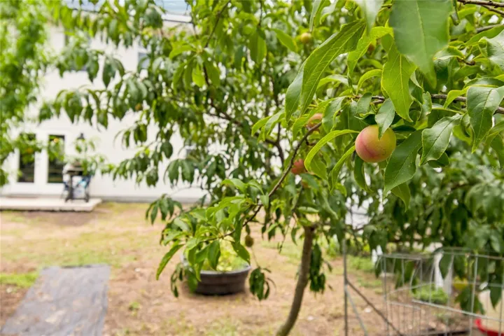 Plum Variety