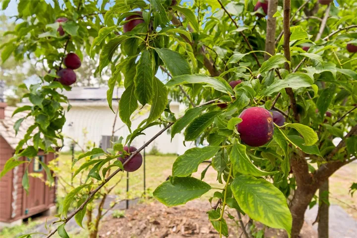 Chicken CoopPlum Tree