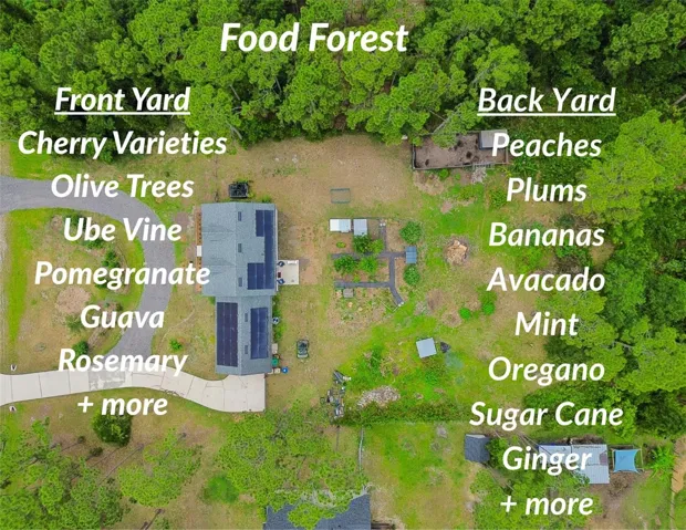 Established Food Forest - ask for the complete list!