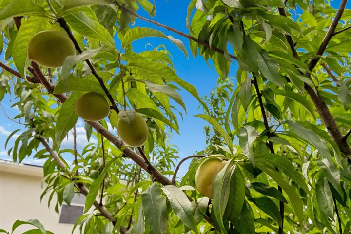 Peach Variety