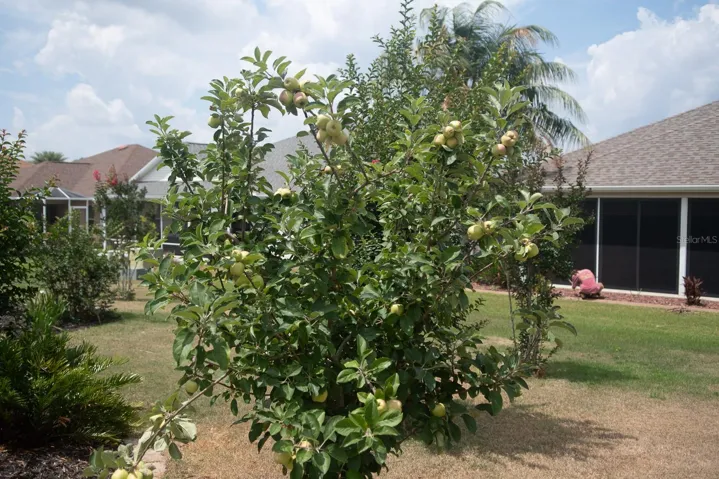 Apple Tree!