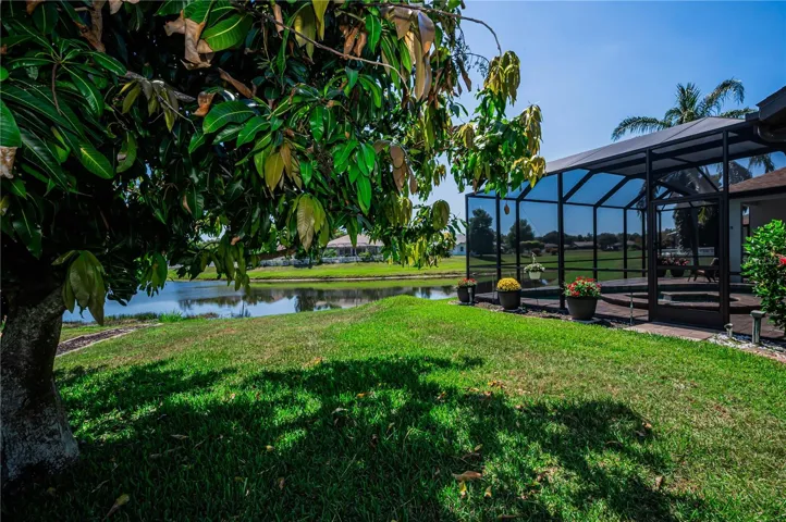 Huge Mango Tree