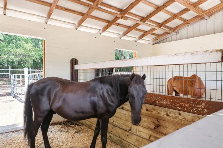 Horse Stables