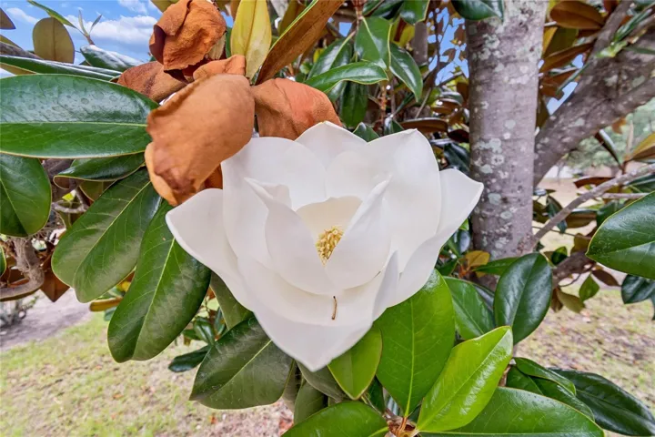 Magnolia in Bloom