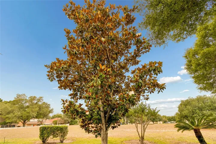 Mature Magnolia Tree representing the floorplan Magnolia