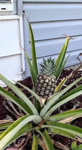 Baby pineapple plant in flowerbed.
