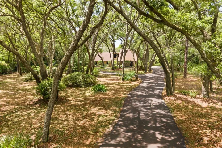 Tree Canopy Driveway