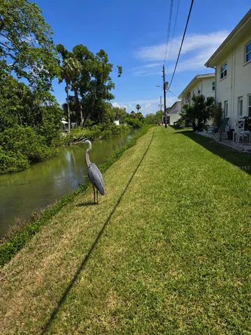 Blue Herons come to visit