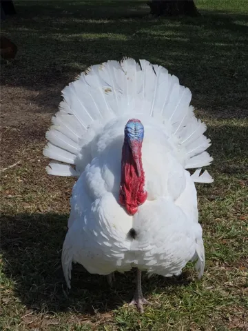 1170