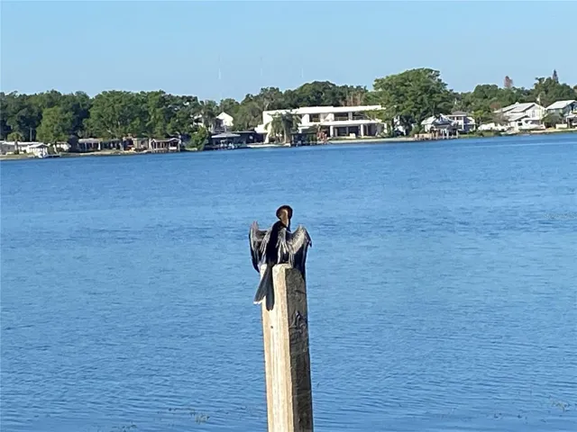 Wildlife